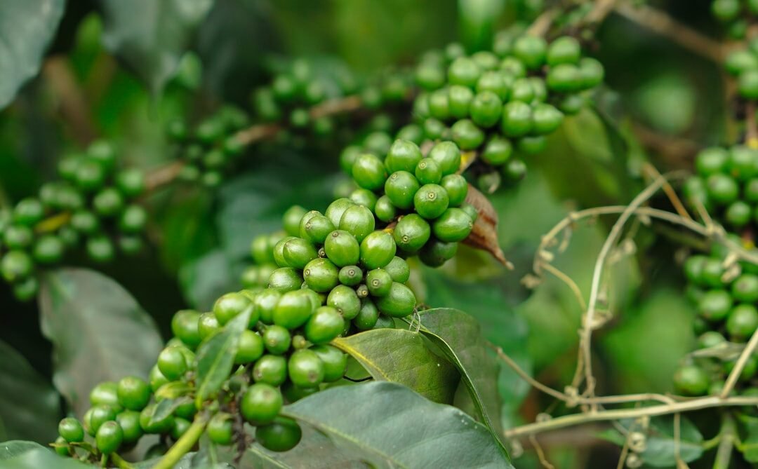 Le Poivre vert de Penja, une rareté à ne pas rater